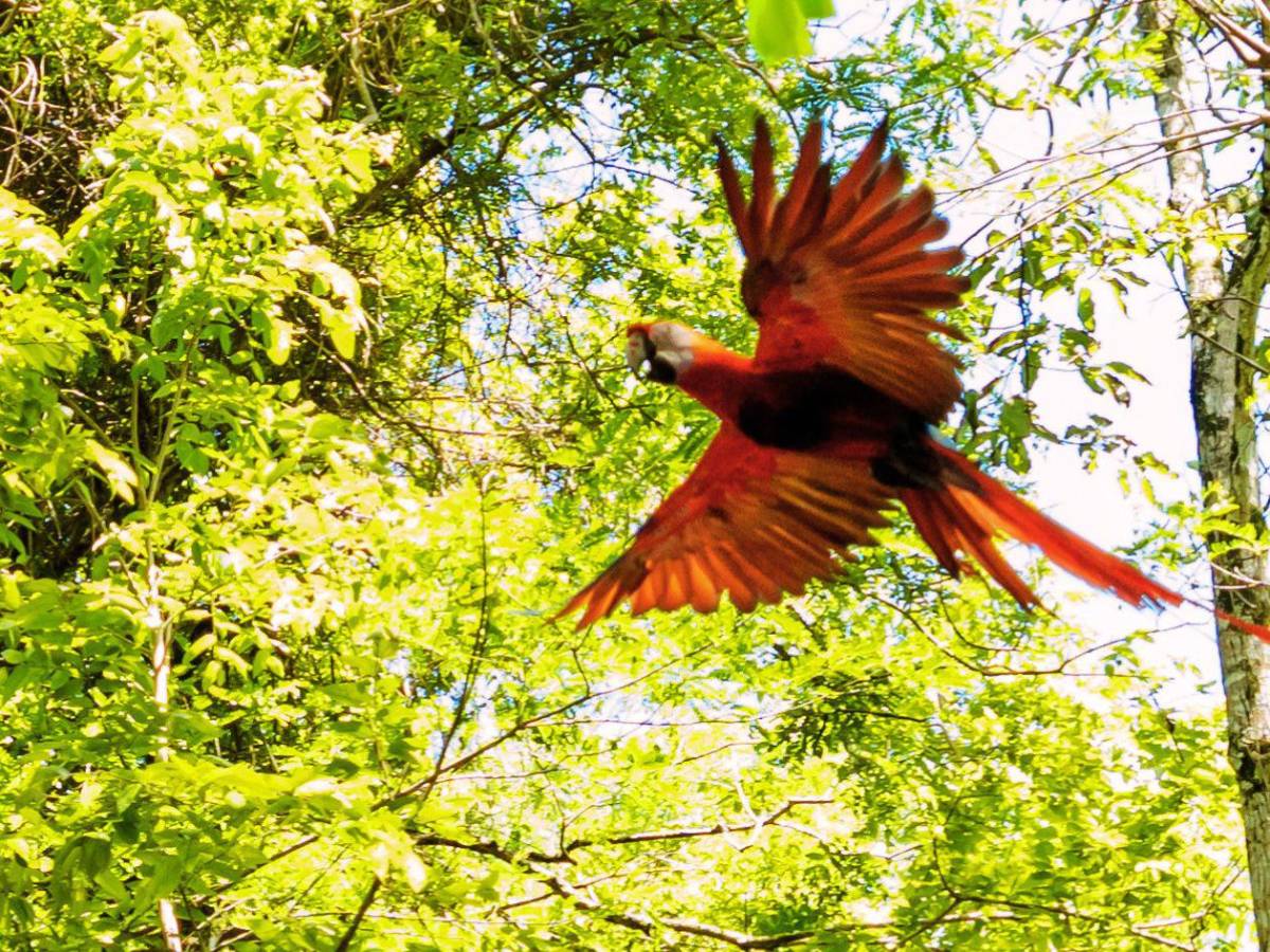 Guacamayas rojas volverán a conquistar el cielo de Copán Ruinas