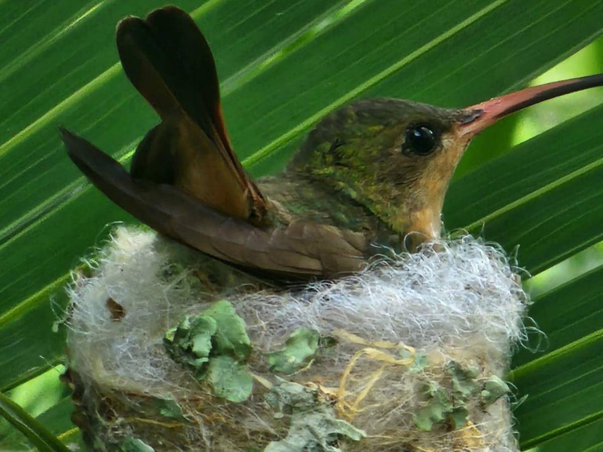 San Pedro Sula tiene su primera Reserva Natural Perpetua