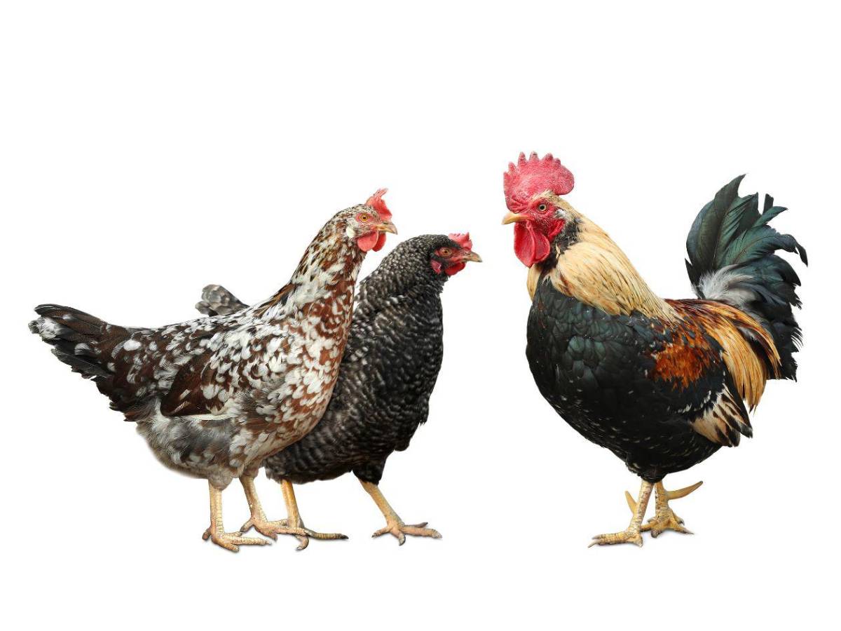 ¿Puedo comer pollo y huevos? Las 15 preguntas y respuestas sobre la gripe aviar