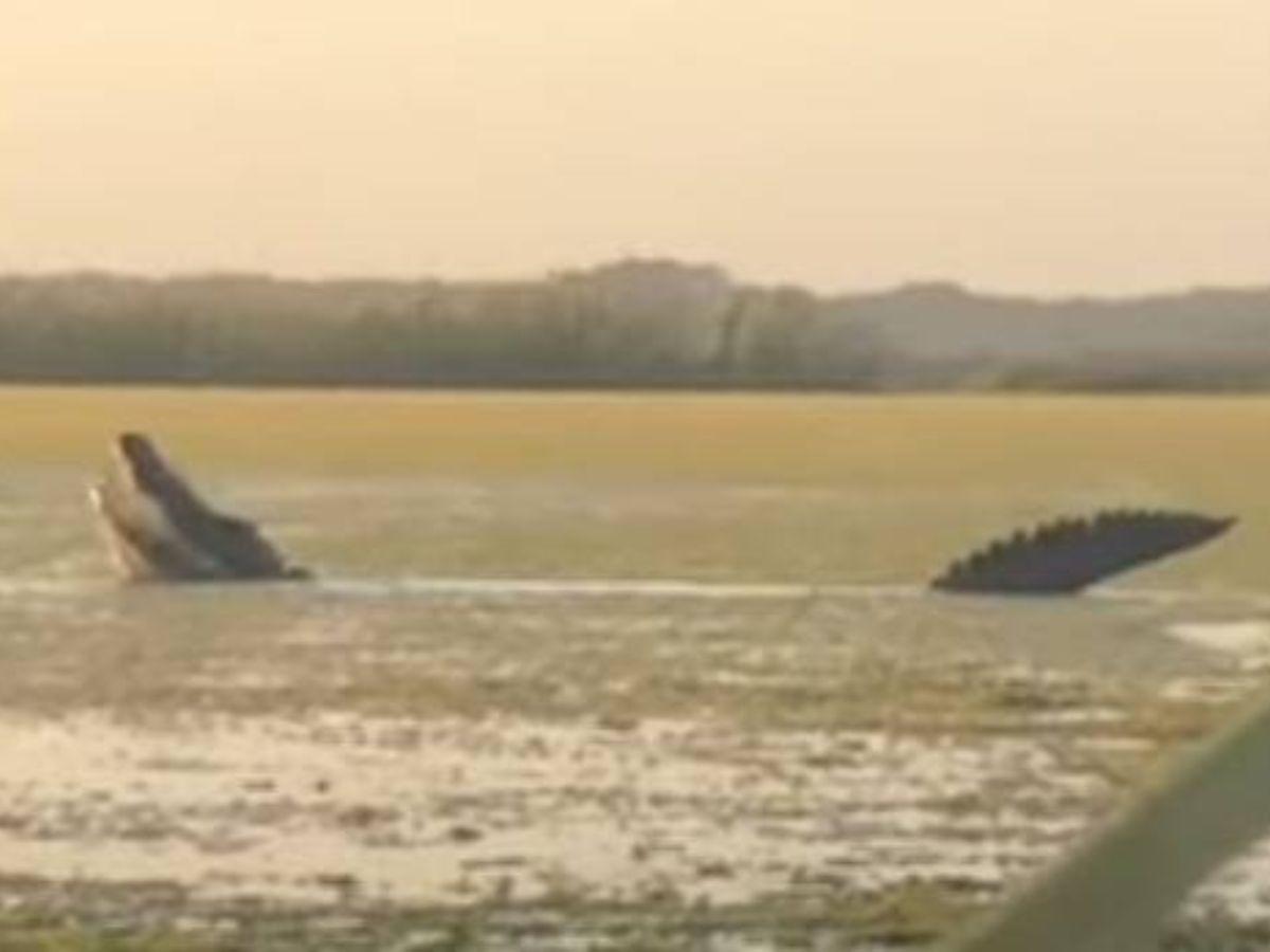 Este es el animal capotado en las aguas de Florida.