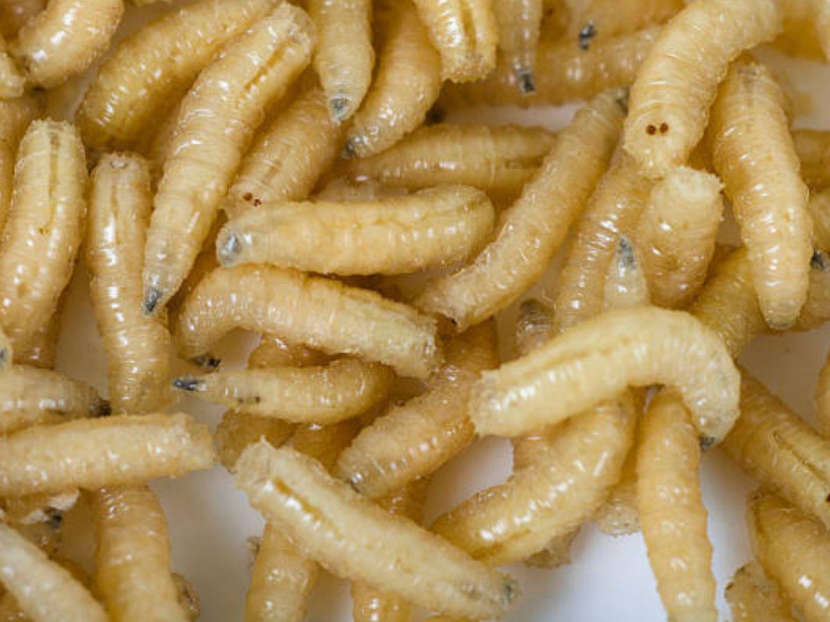 Nicaragua confirma 55 casos de gusano barrenador en animales