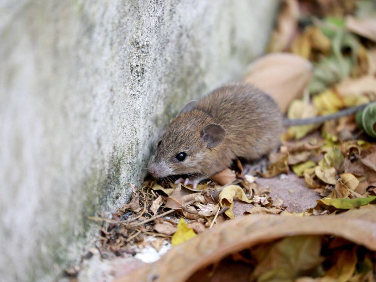 Hantavirus: ¿Qué se sabe de los nueve casos sospechosos?