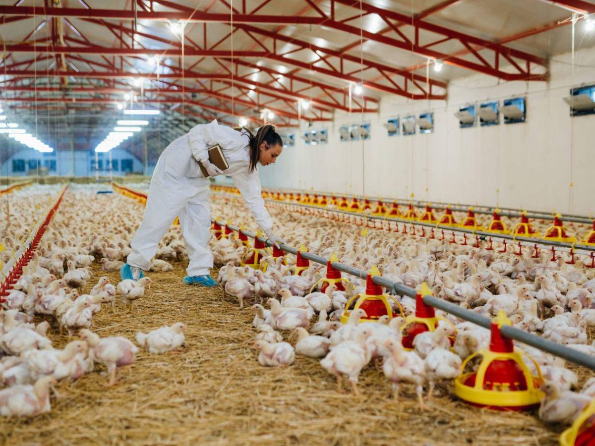 ¿Puedo comer pollo y huevos? Las 15 preguntas y respuestas sobre la gripe aviar