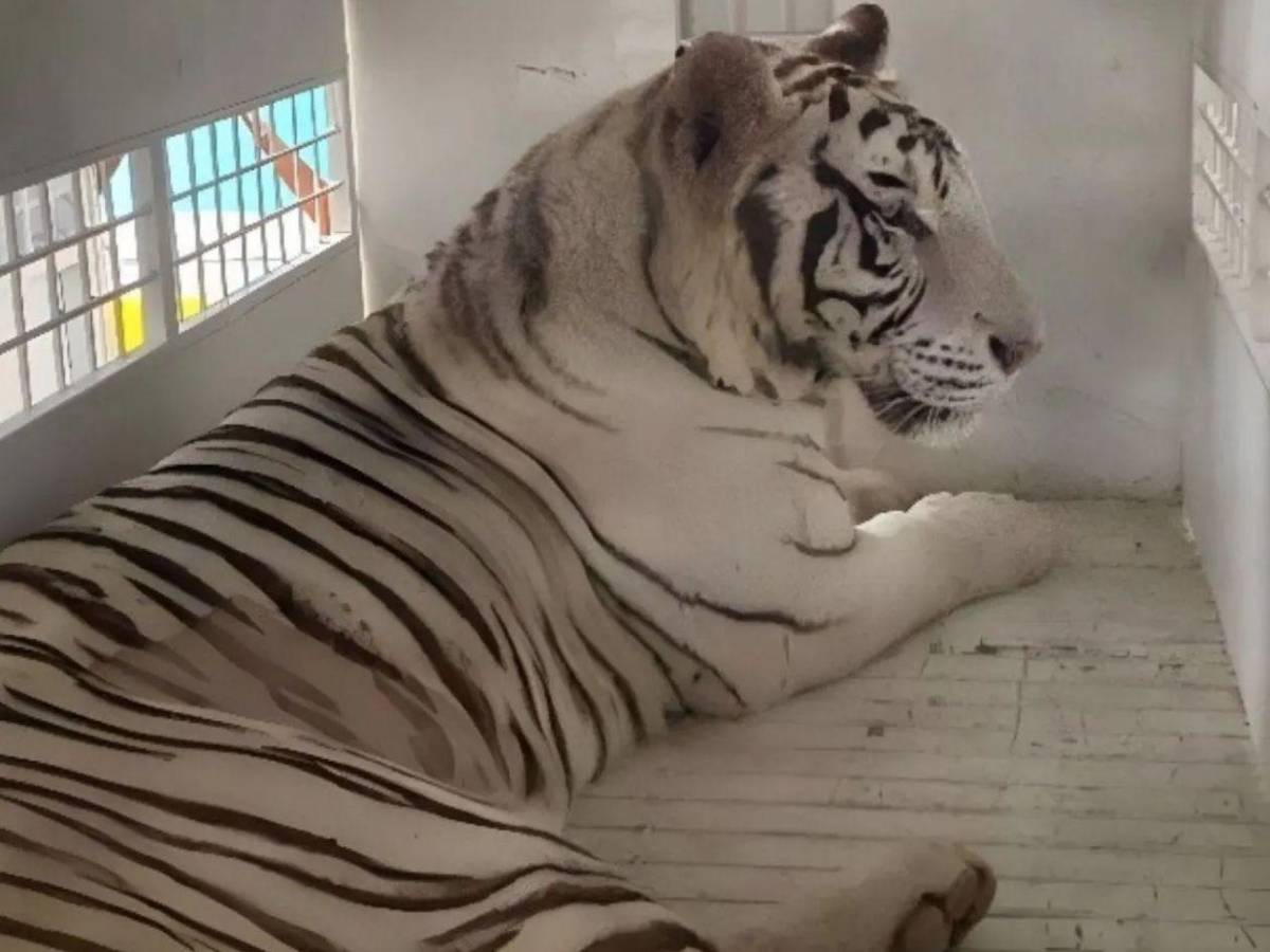 Esta es la razón por la que Honduras reubica ocho grandes felinos en EEUU