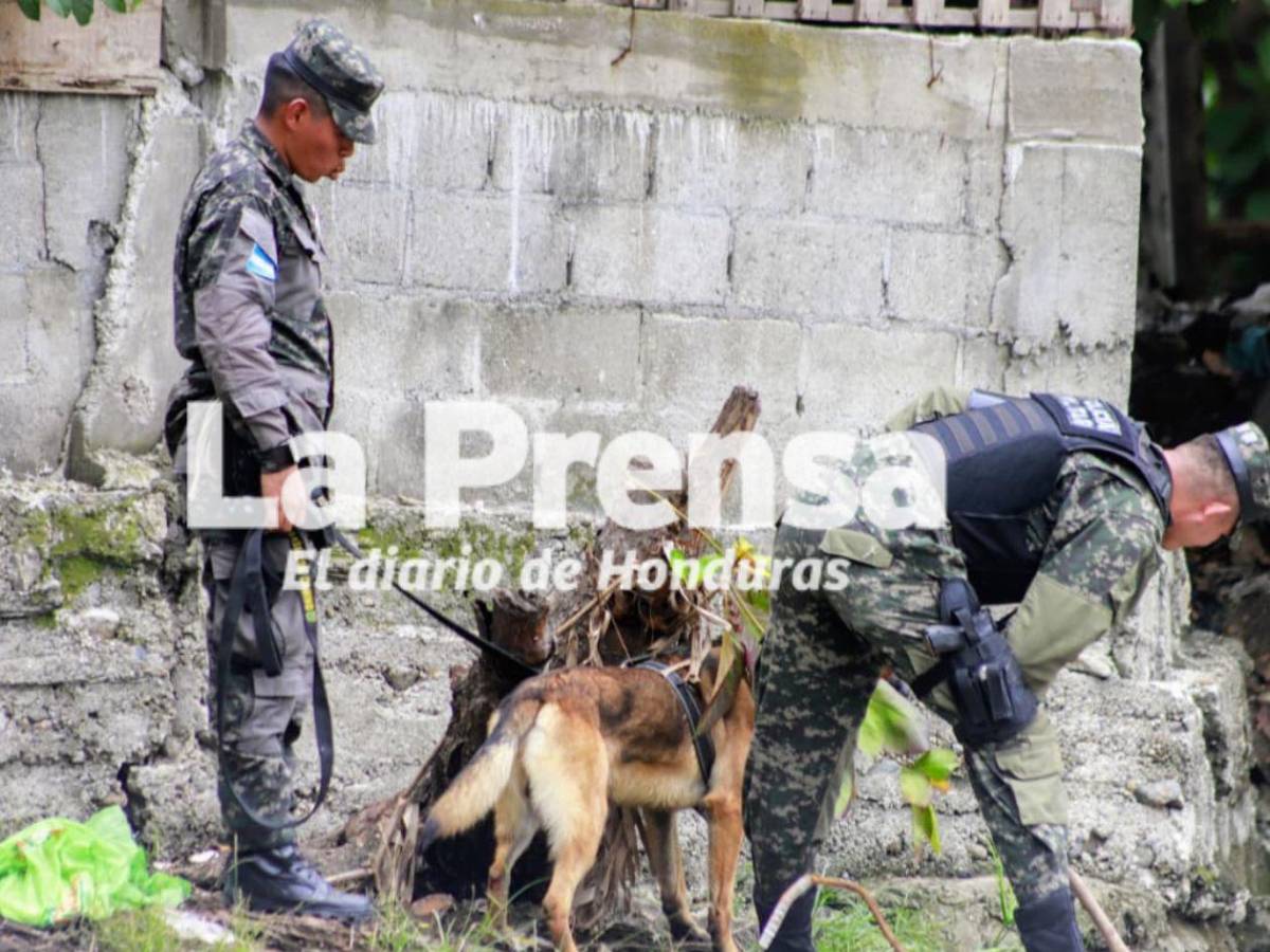 Odín y Max, los dos caninos que se suman a la búsqueda de Elvis Eliú