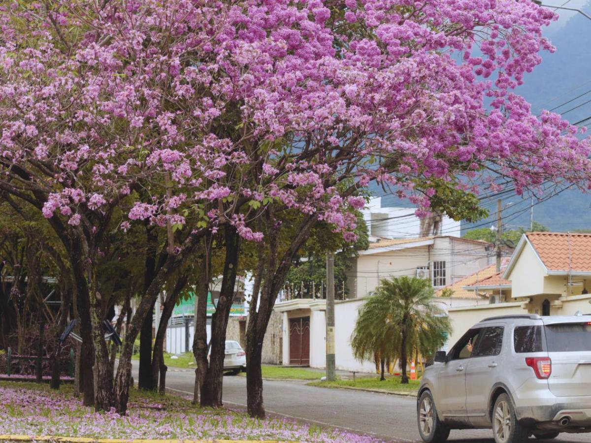 San Pedro Sula se viste de rosa con la floración de los macuelizos