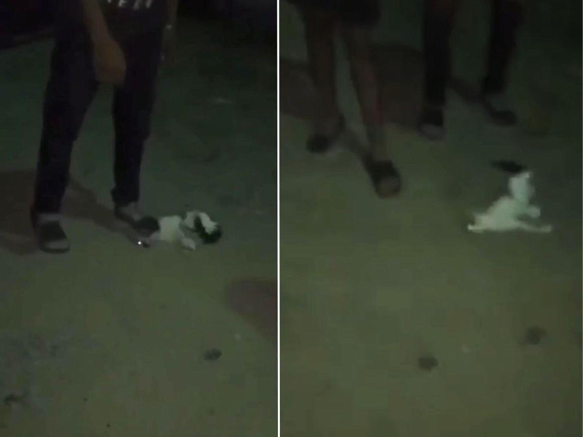Indignación por video de estudiantes matando a un gato en El Progreso