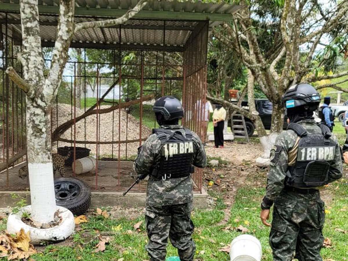 Un jaguar, un mono y una pitón tenía como mascotas hondureño detenido en Olancho