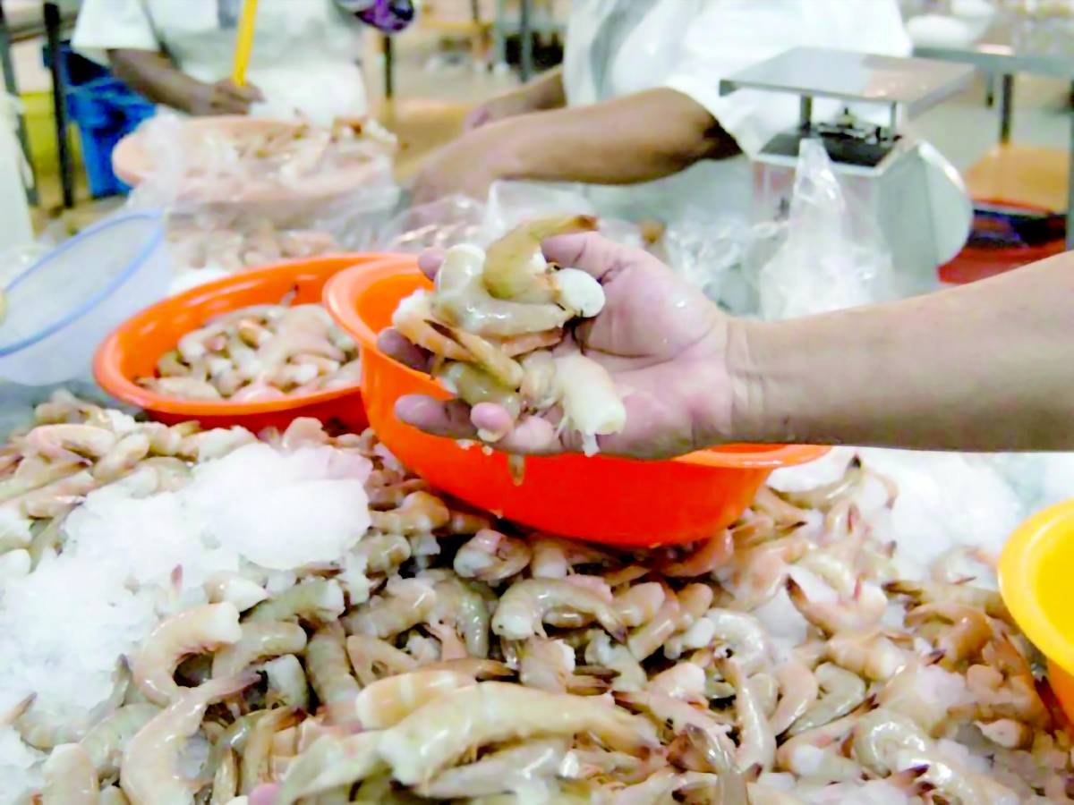 Camaroneros temen un 2025 más difícil que el presente año