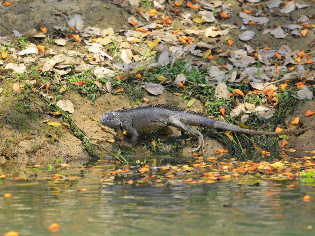 Explora las maravillas del Lago de Yojoa