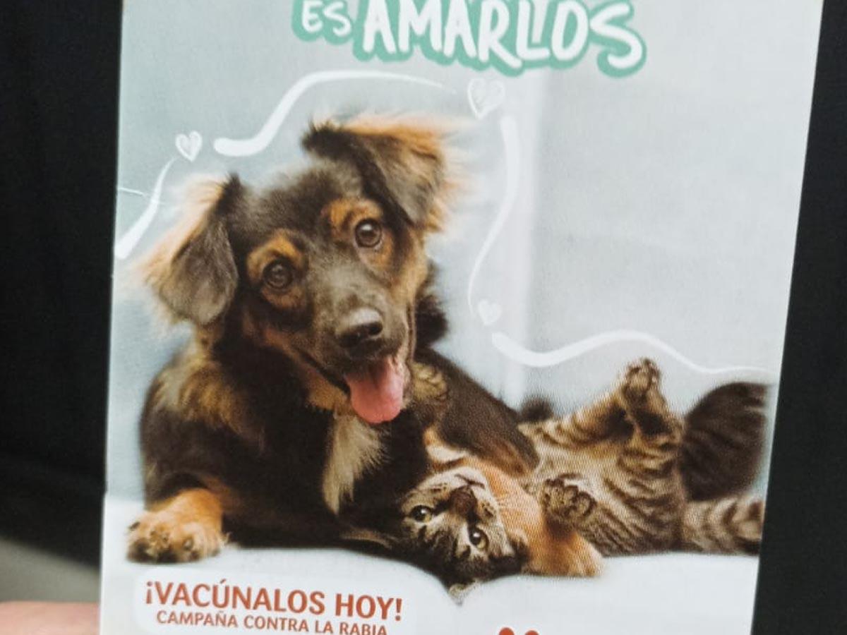 Conozca dónde vacunar a sus perros y gatos gratuitamente