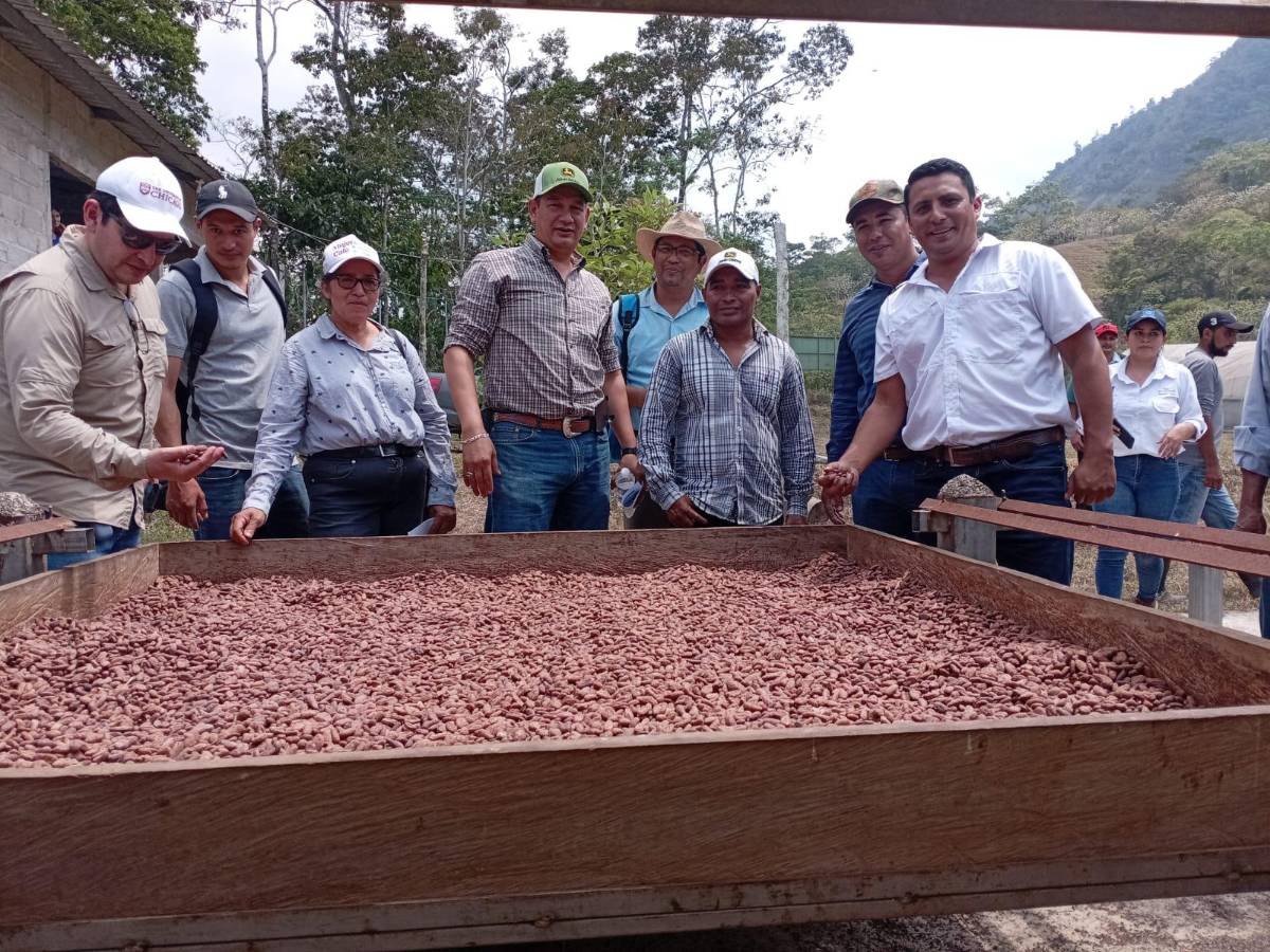 Principal materia prima del chocolate.