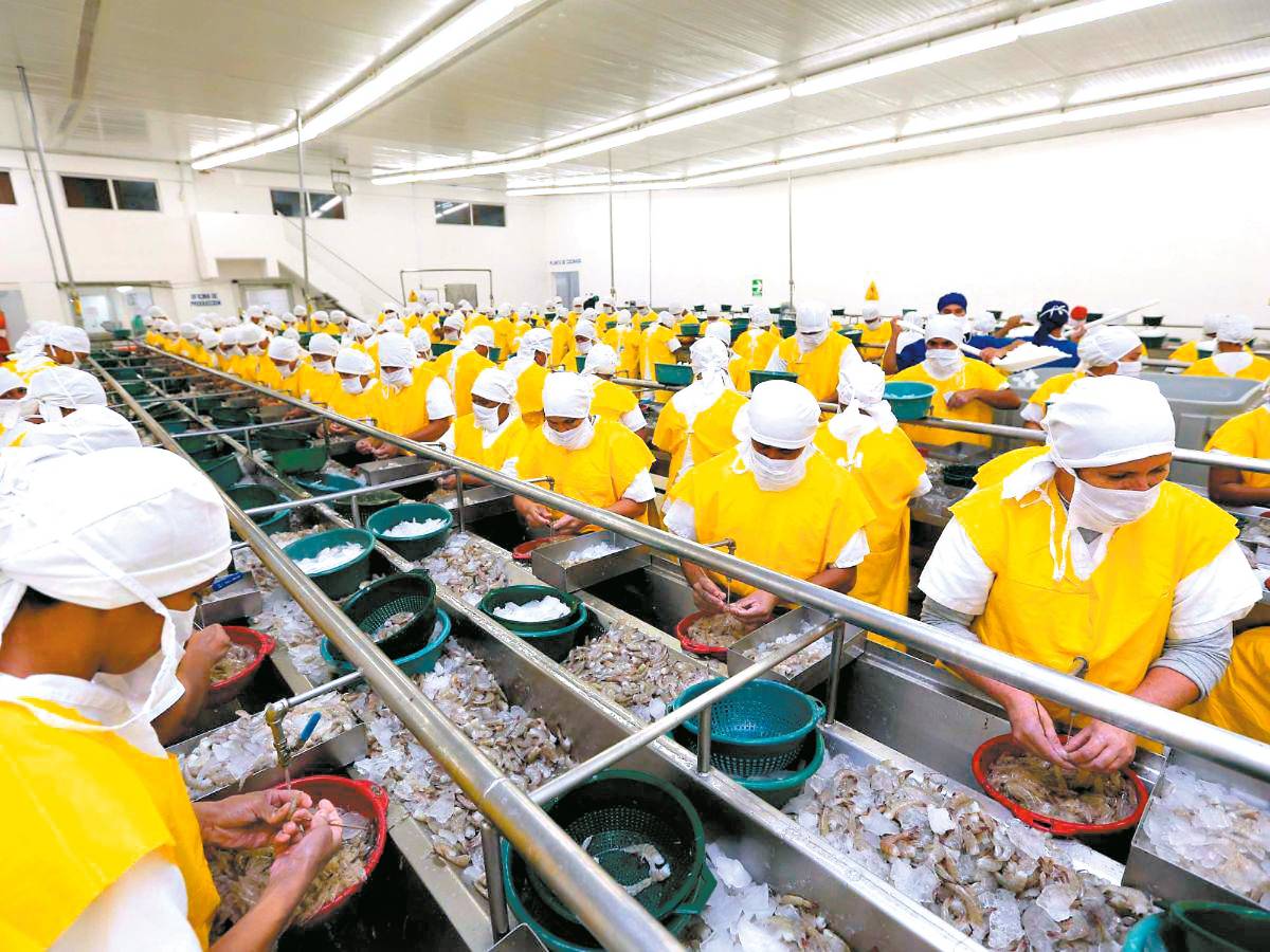 Esperan certificación para exportar camarón a Corea del Sur