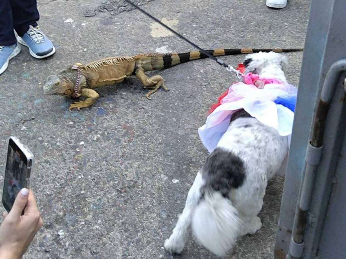 Victoria - Olimpia: ambiente, chicas, curiosa iguana y un animado Beckeles