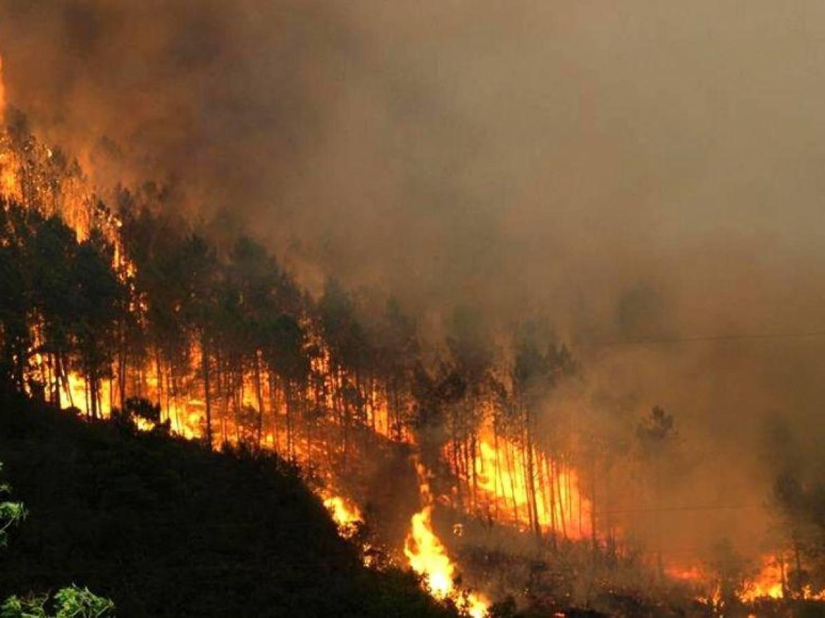 Destinan L244 millones para combatir incendios forestales