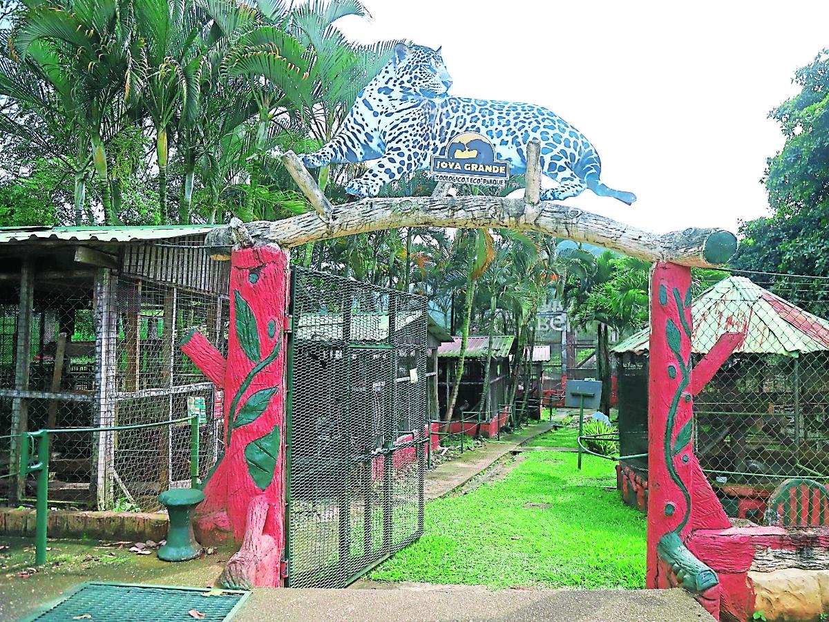 Crearán normativa en el CN para regular a sustituta de Oabi