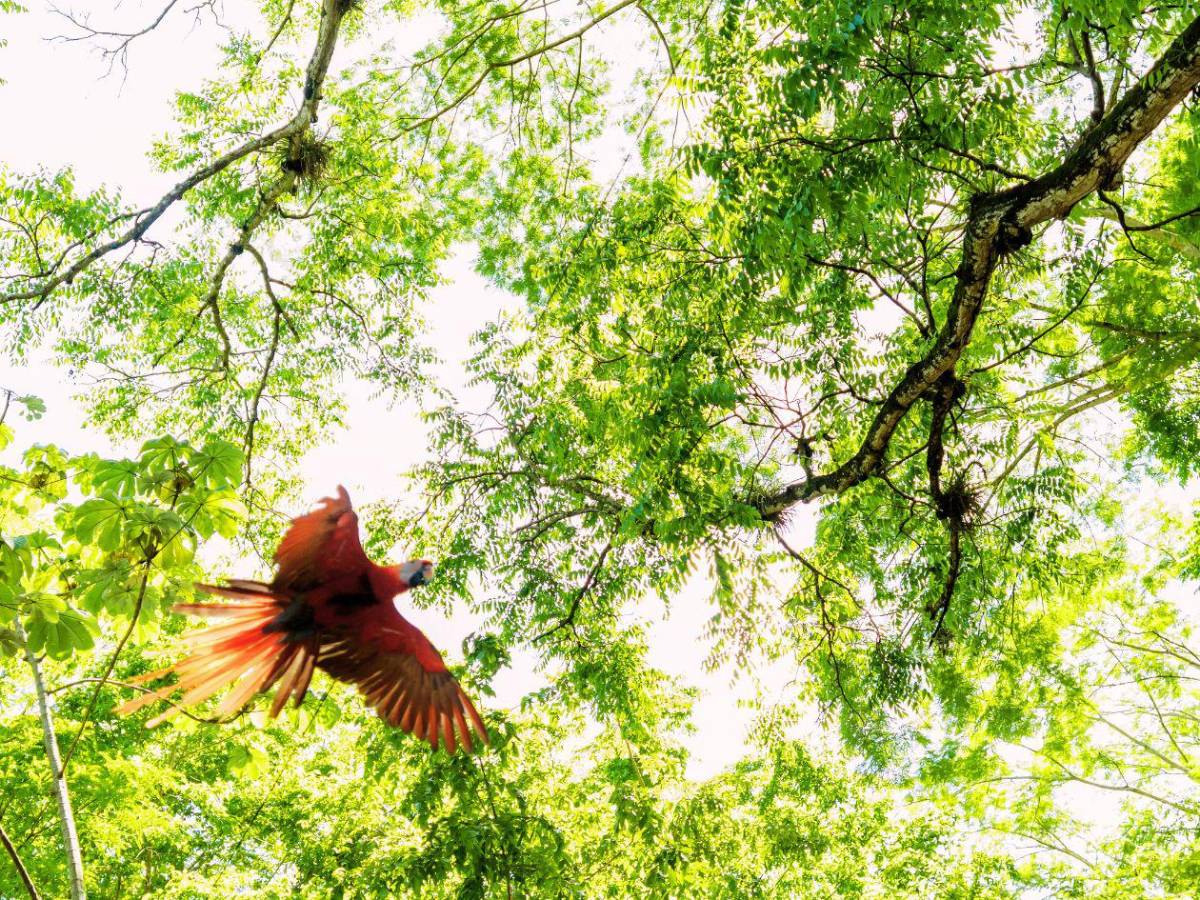 Guacamayas rojas volverán a conquistar el cielo de Copán Ruinas