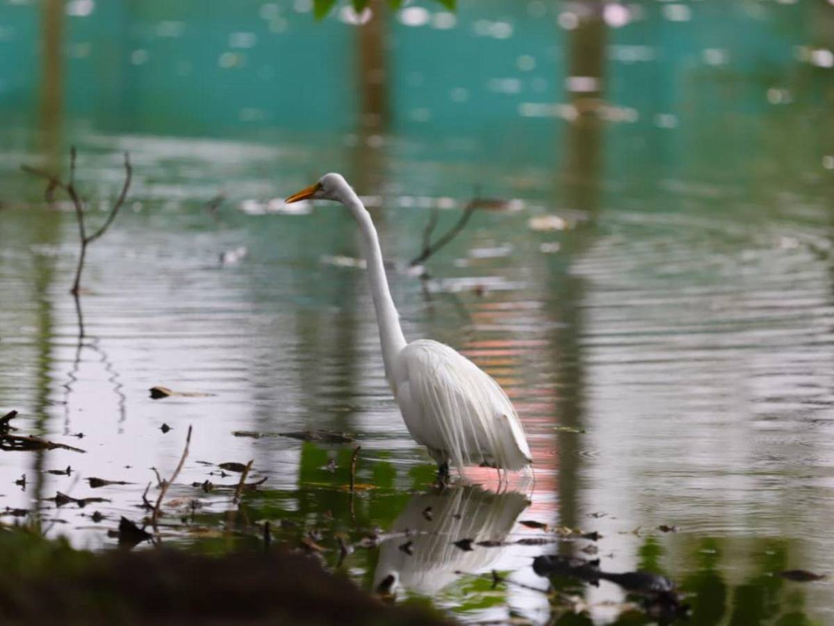 San Pedro Sula tiene su primera Reserva Natural Perpetua