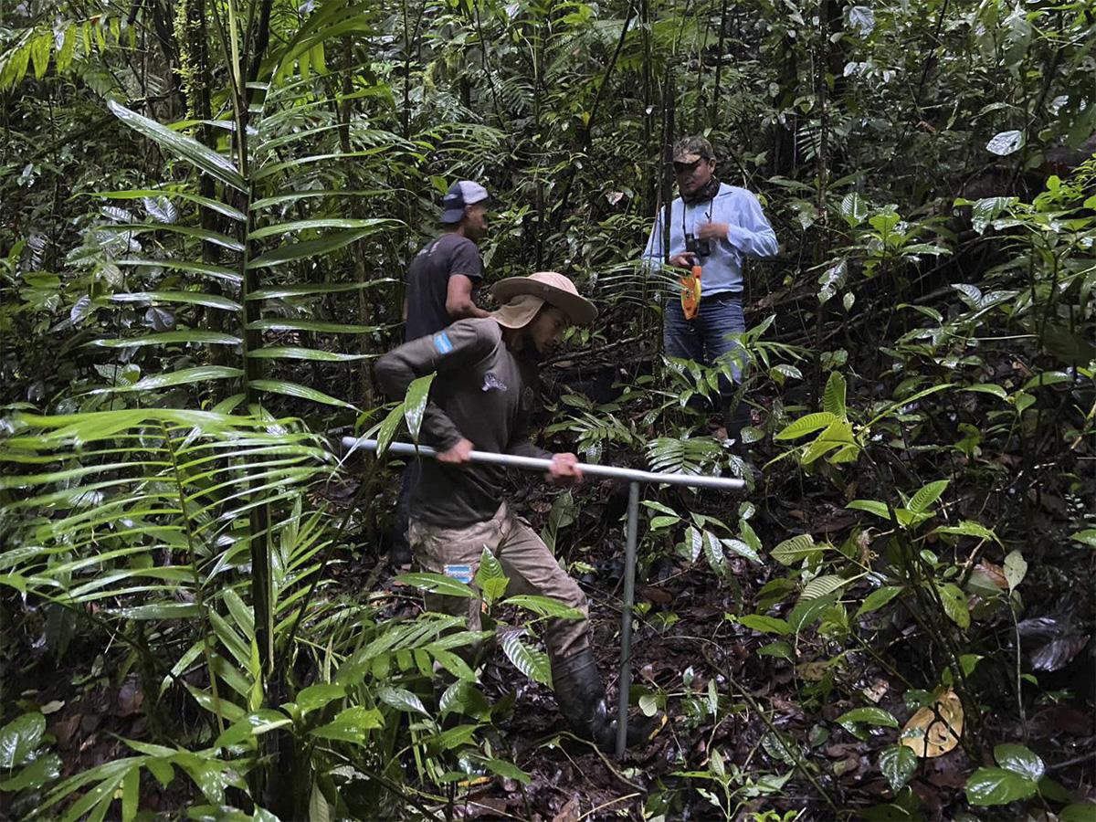 Además de las áreas deforestadas también se busca proteger los árboles de distribución restringida como el tamarindo gigante y el granadillo. Los viveros son parte clave de la reforestación en la biósfera.