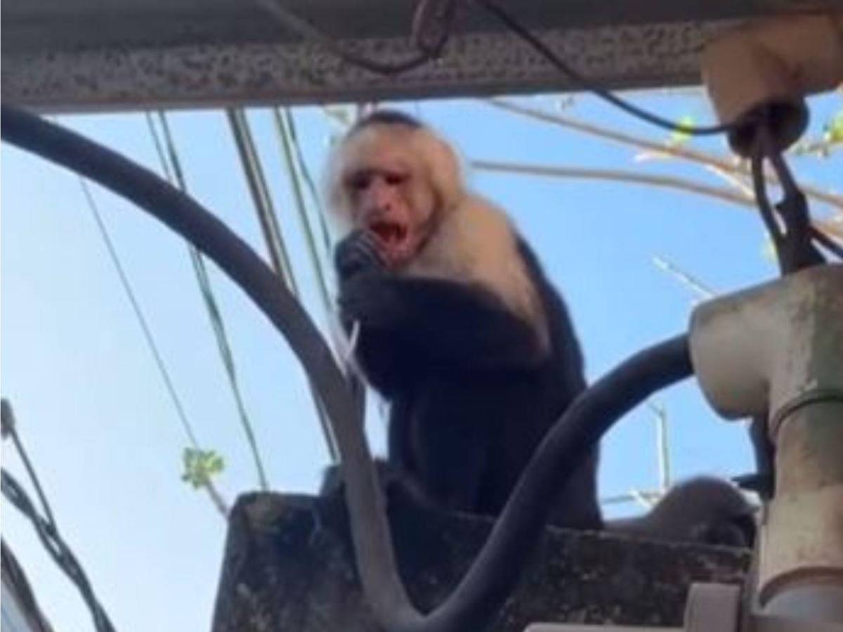 Hondureño halla a mono cepillándose los dientes en su casa