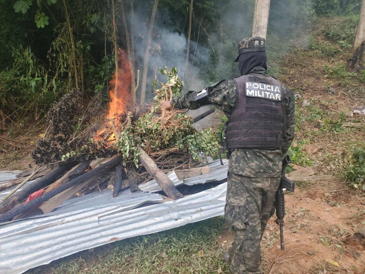 Incineran 198,000 plantas de coca en el oriente de Honduras