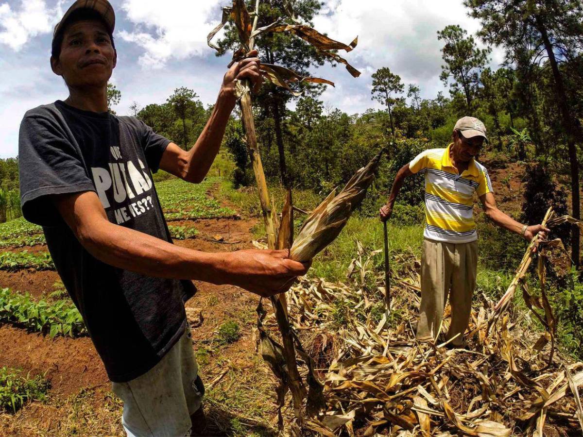 Alimentos, agua y salud: así será distribuida la ayuda para 762,000 hondureños