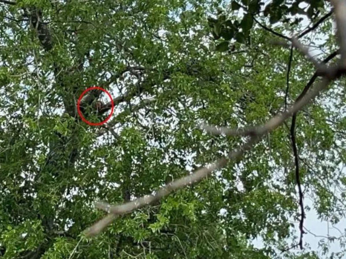 ¿Quién es el migrante que trepó un árbol para evitar ser arrestado?