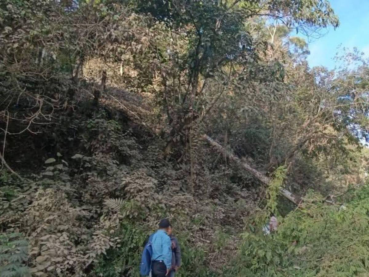 Maestro en motocicleta muere al caerle un árbol en Santa Bárbara