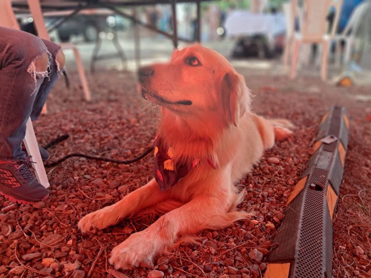 Angel Fest: un espacio fitness para compartir con la familia y mascotas