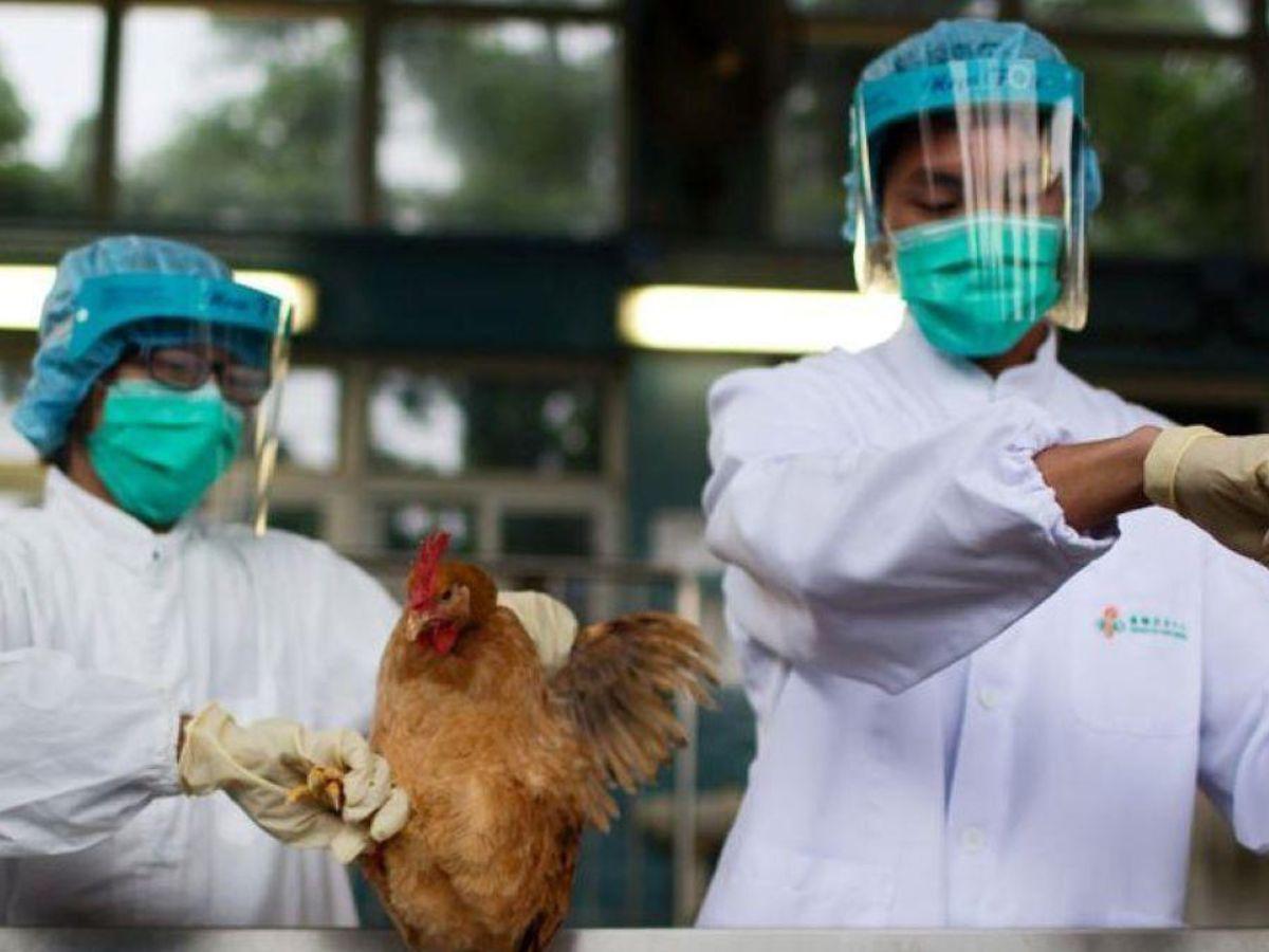 México niega muerte por gripe aviar; critica comunicado de la OMS