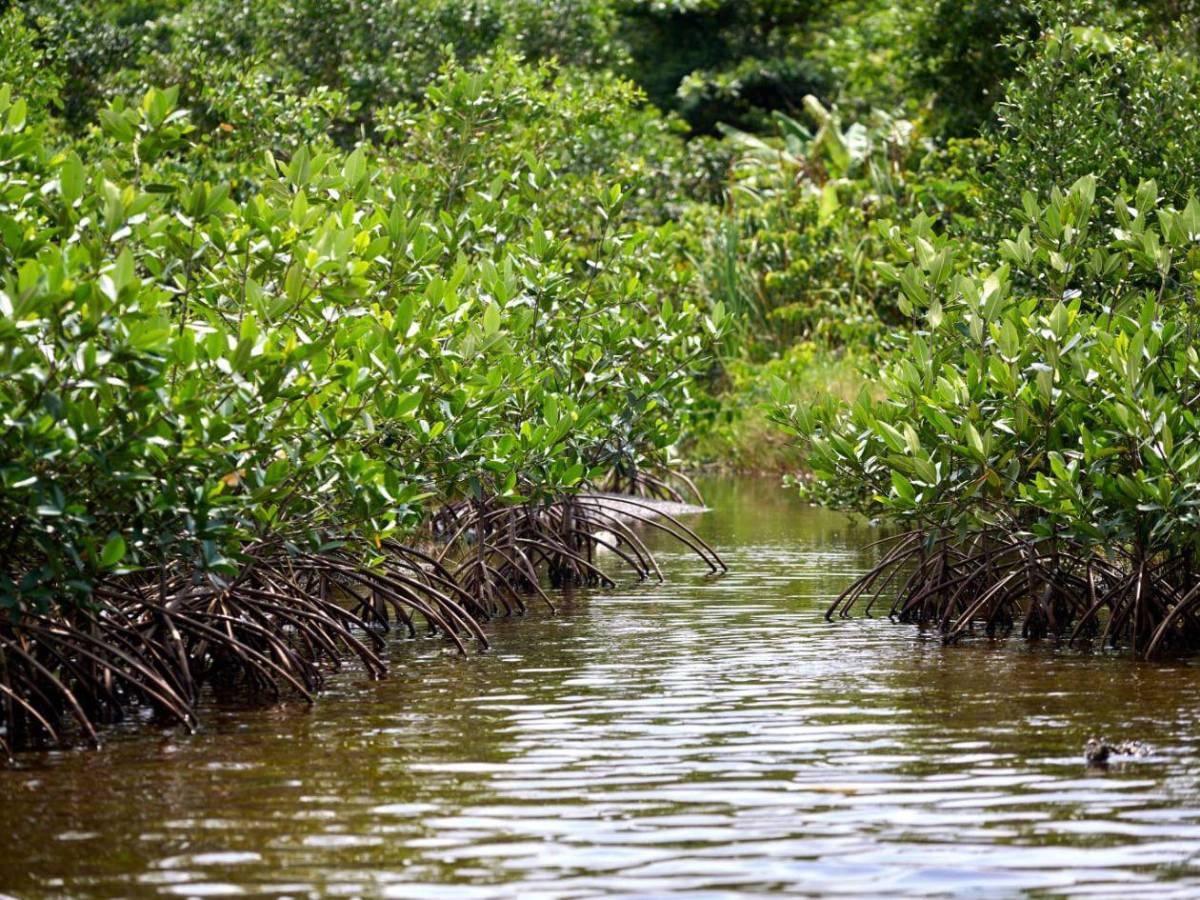 Regresa a la vida la laguna de Centeno con 37,000 mangles en Omoa