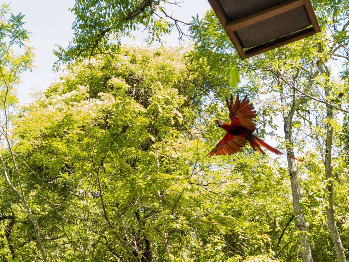 La vida se abre paso en Copán: nacen nuevos polluelos de guacamaya roja