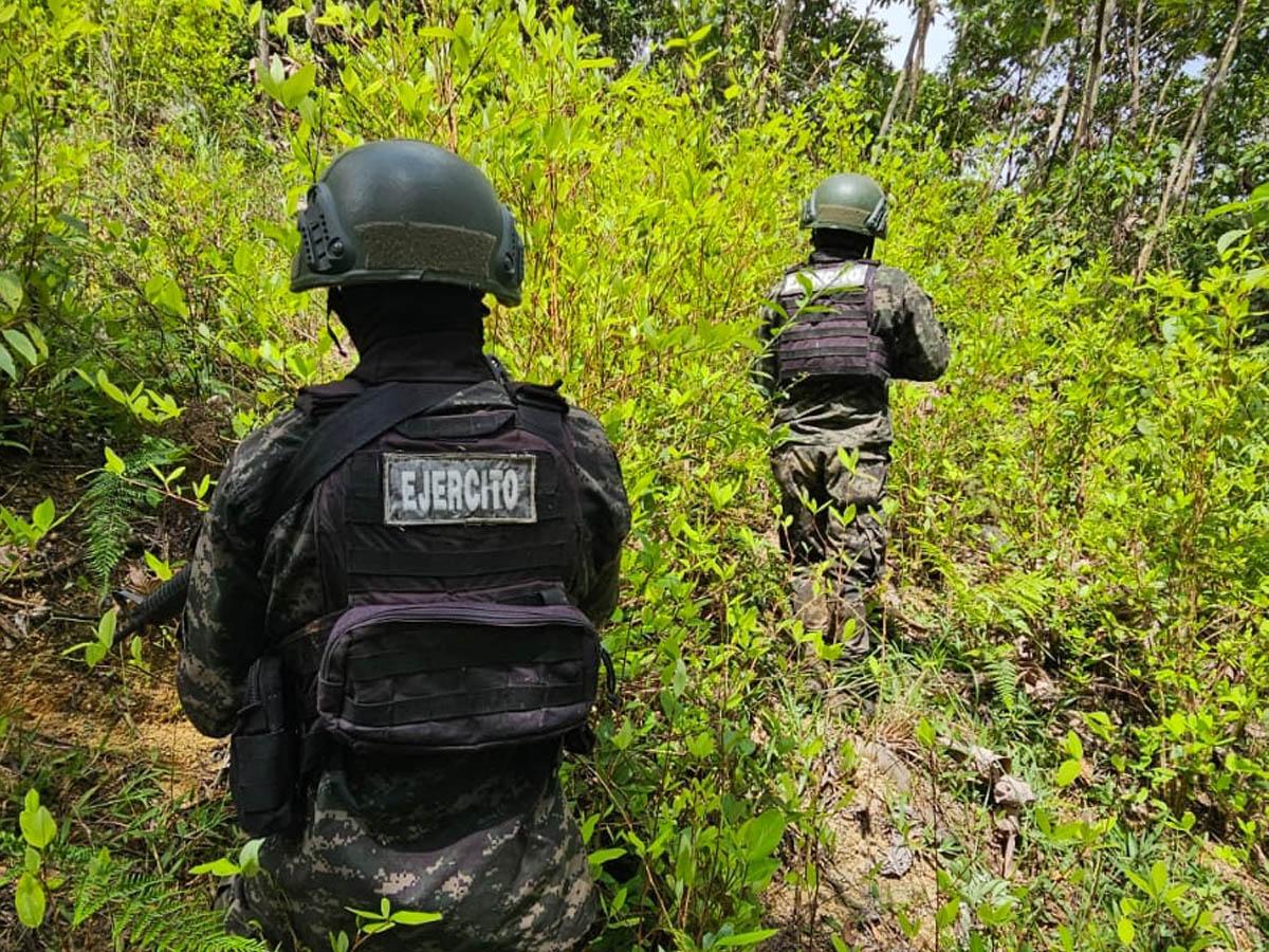 Ejército asegura cuatro plantaciones de coca y marihuana en Yoro