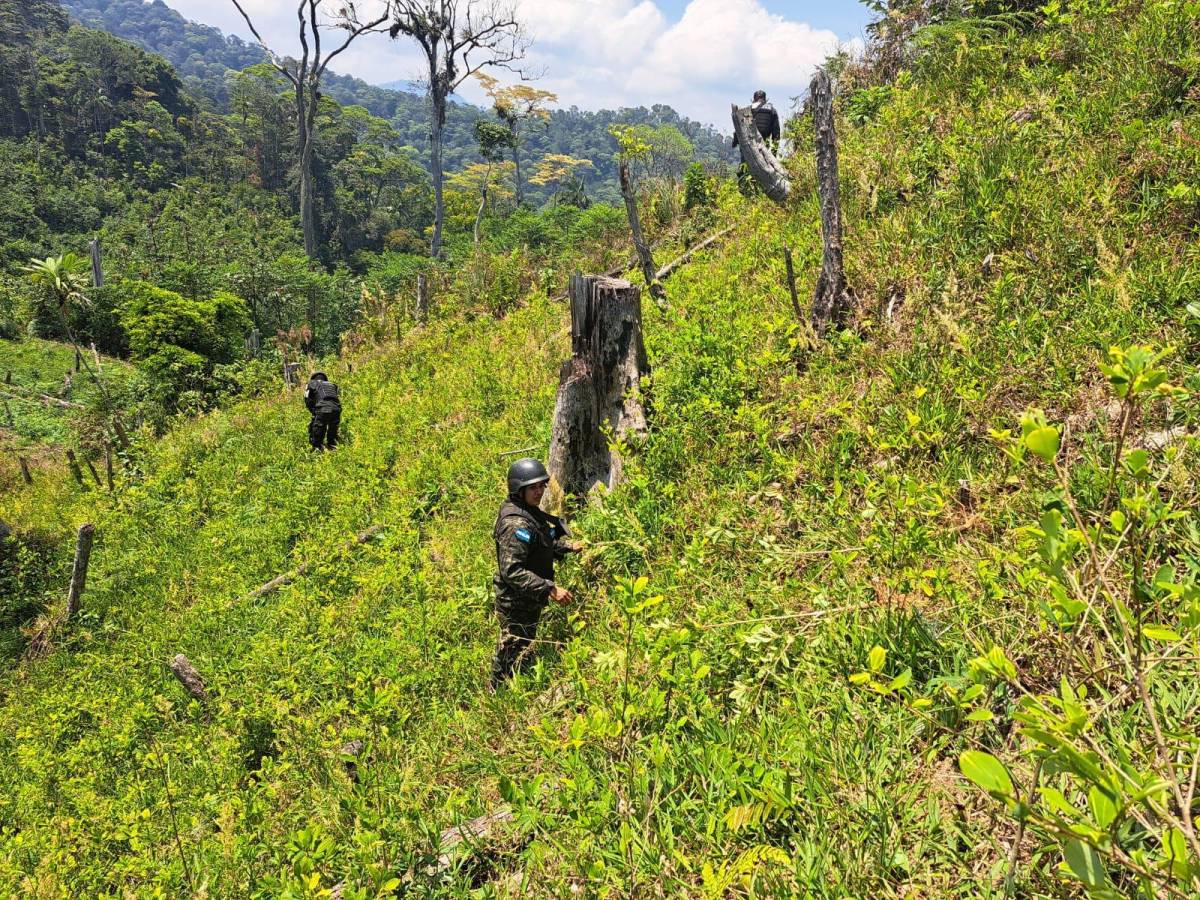 Soldados hondureños en las plantaciones de hoja de coca.