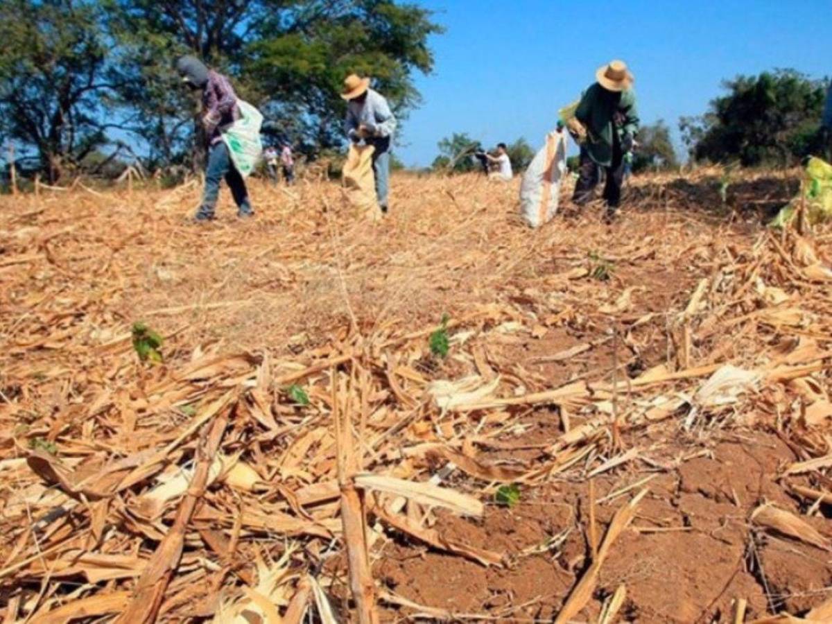 Alimentos, agua y salud: así será distribuida la ayuda para 762,000 hondureños