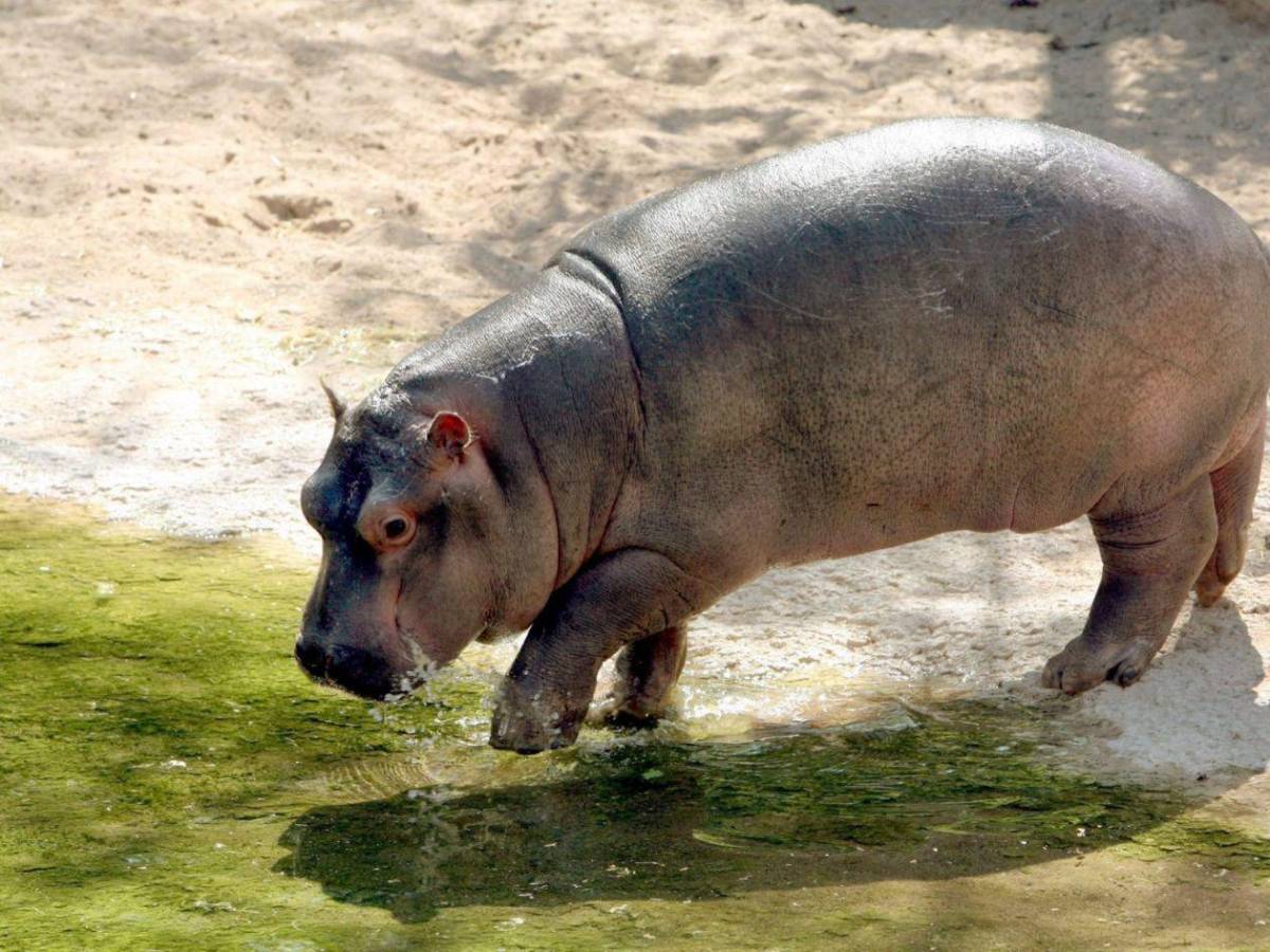 Invasión sin control: los hipopótamos de Pablo Escobar un riesgo para los colombianos