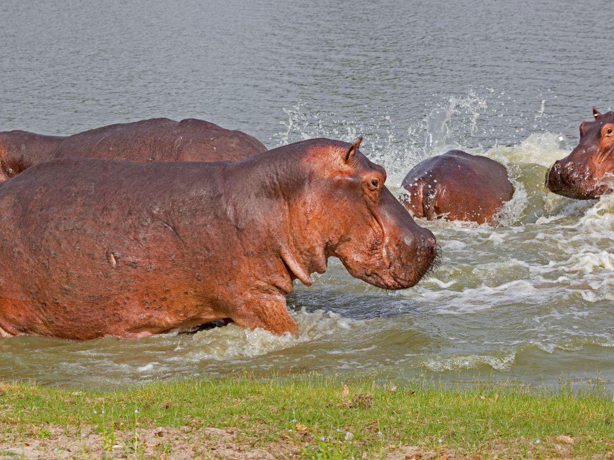 Este será el triste final de los hipopótamos de Pablo Escobar