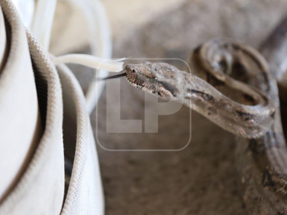 Boa hallada en la capital habría ingresado oculta en carro importado desde USA