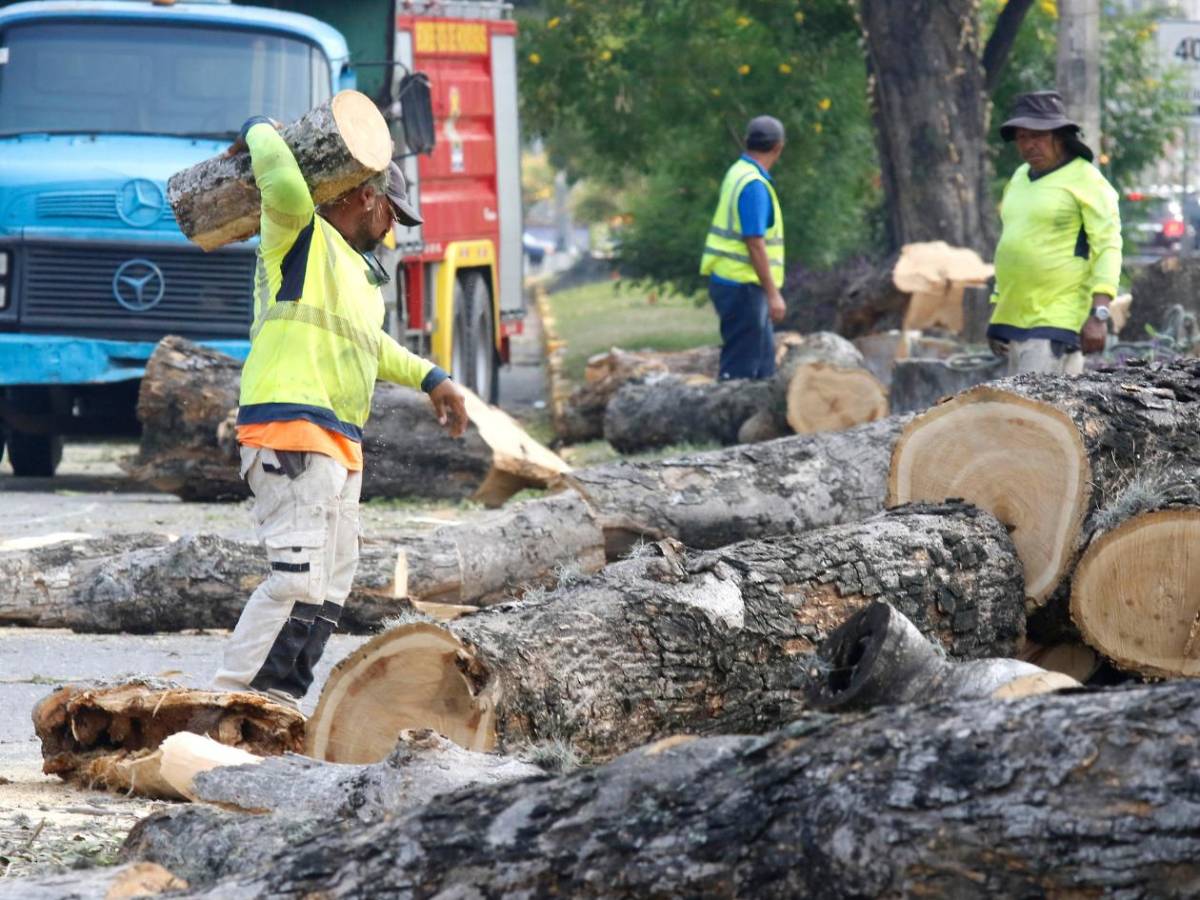 Crimen ambiental en la avenida circunvalación de San Pedro Sula