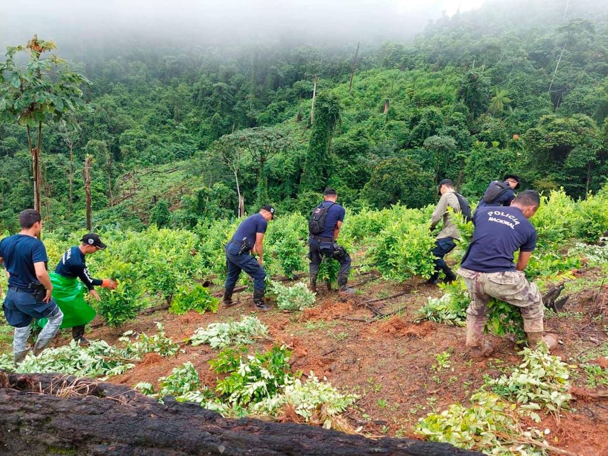 Incautan 212 kilos de cocaína y destruyen sembradíos en Colón