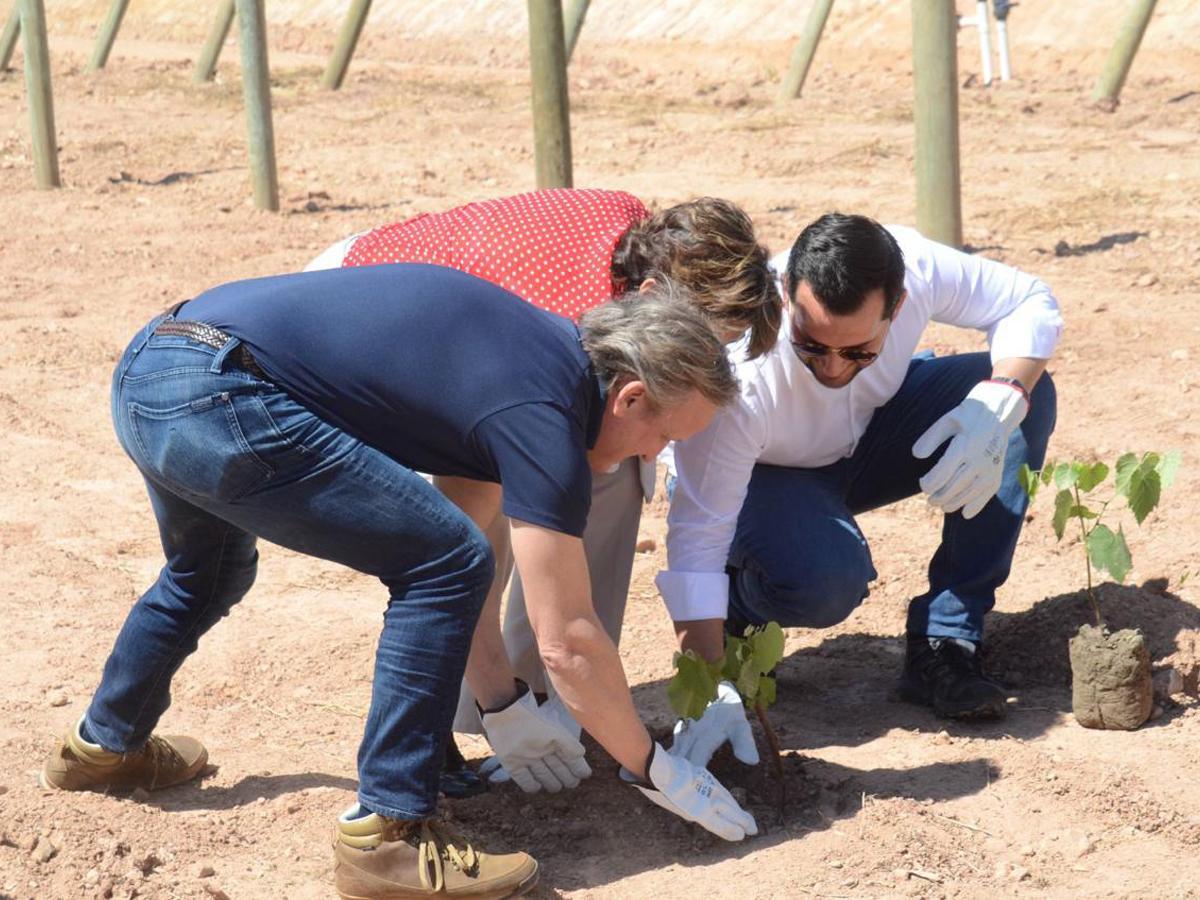 Invertirán más de $1 millón de dólares en viñedo en el Occidente del país