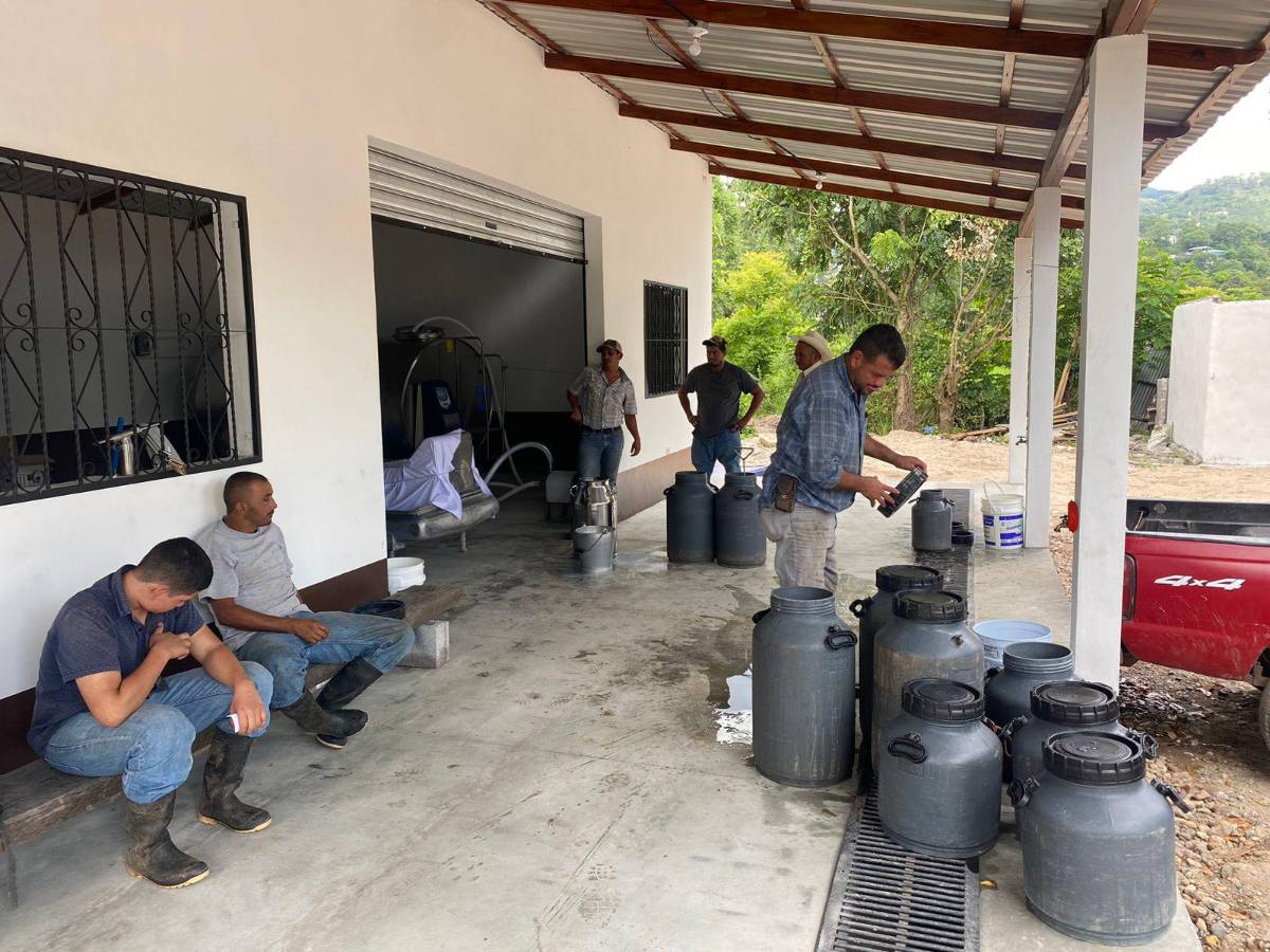 Productores de leche de Copán conquistan mercado nacional