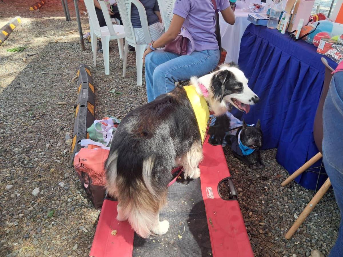 Angel Fest: un espacio fitness para compartir con la familia y mascotas
