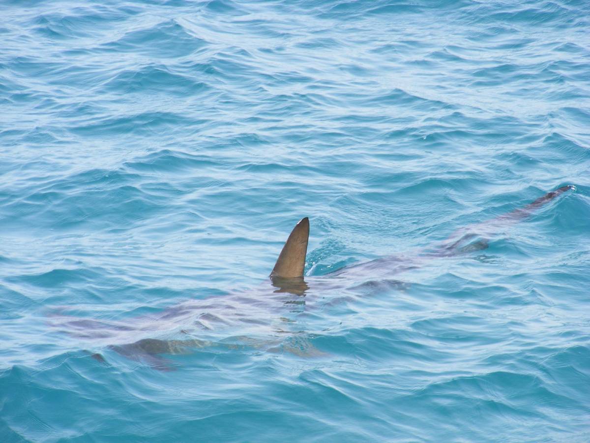 Adolescente se salva de morir tras feroz ataque de enorme tiburón en Florida