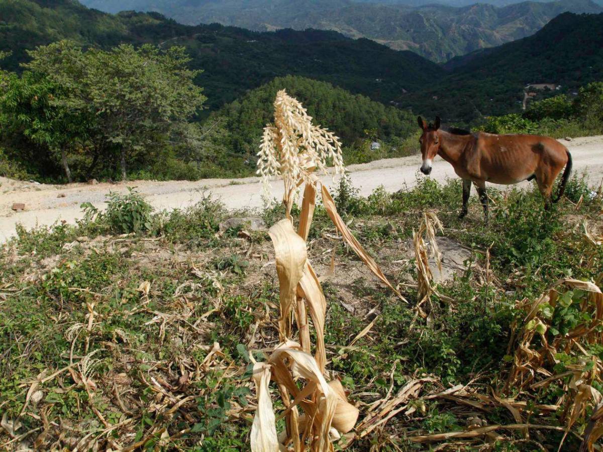 Alimentos, agua y salud: así será distribuida la ayuda para 762,000 hondureños