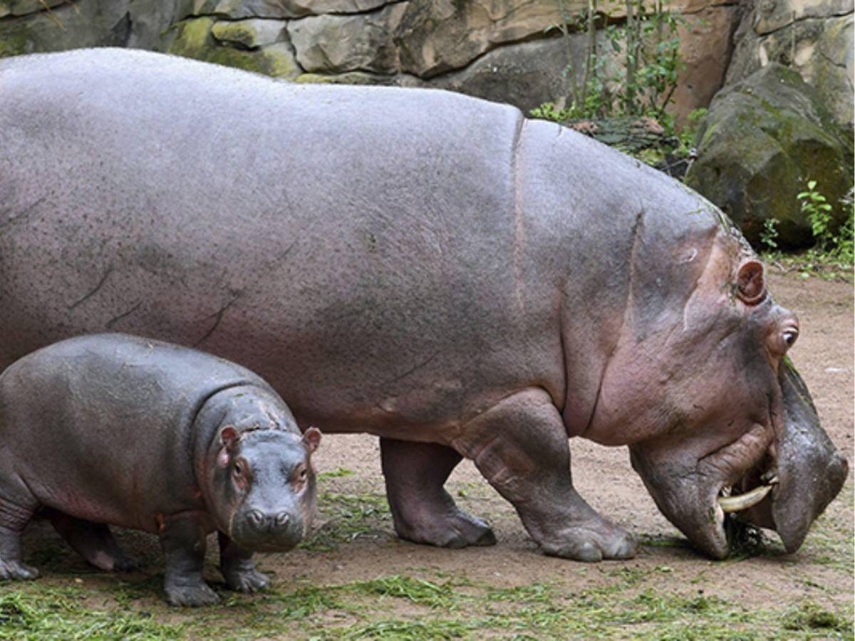 Invasión sin control: los hipopótamos de Pablo Escobar un riesgo para los colombianos