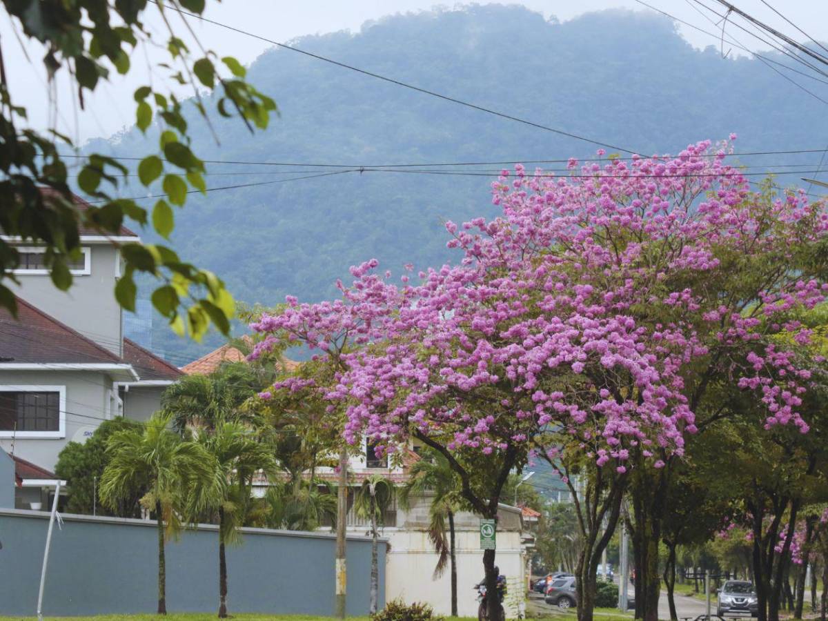 San Pedro Sula se viste de rosa con la floración de los macuelizos