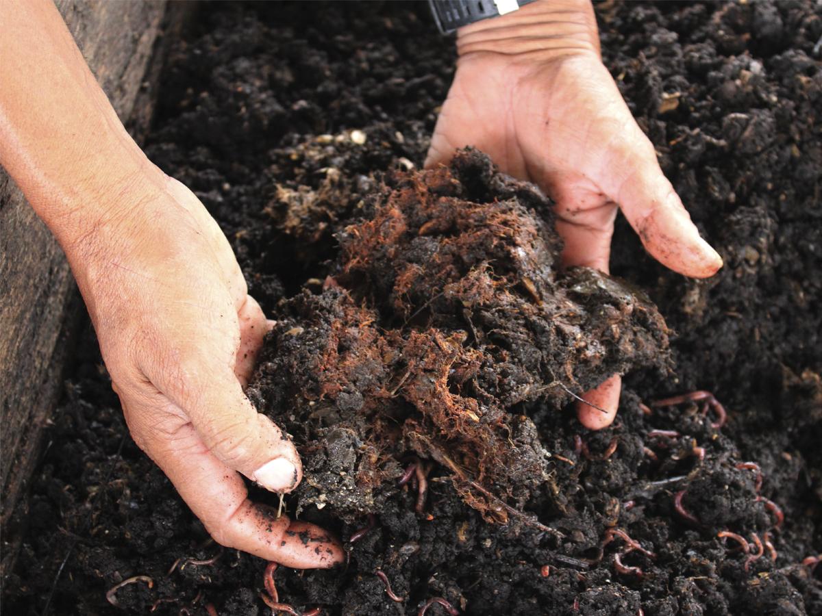 La producción de abono orgánico para la fertilización es un experimento muy importante para el centro su uso y sus beneficios son innumerables.