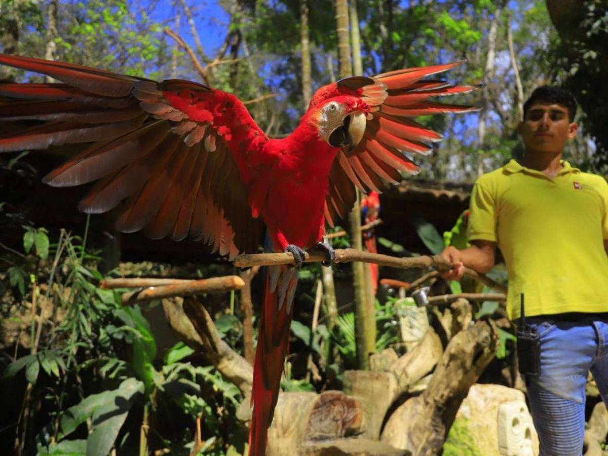 Entre aventuras, café y guacamayas, descubre el occidente de Honduras esta Semana Santa