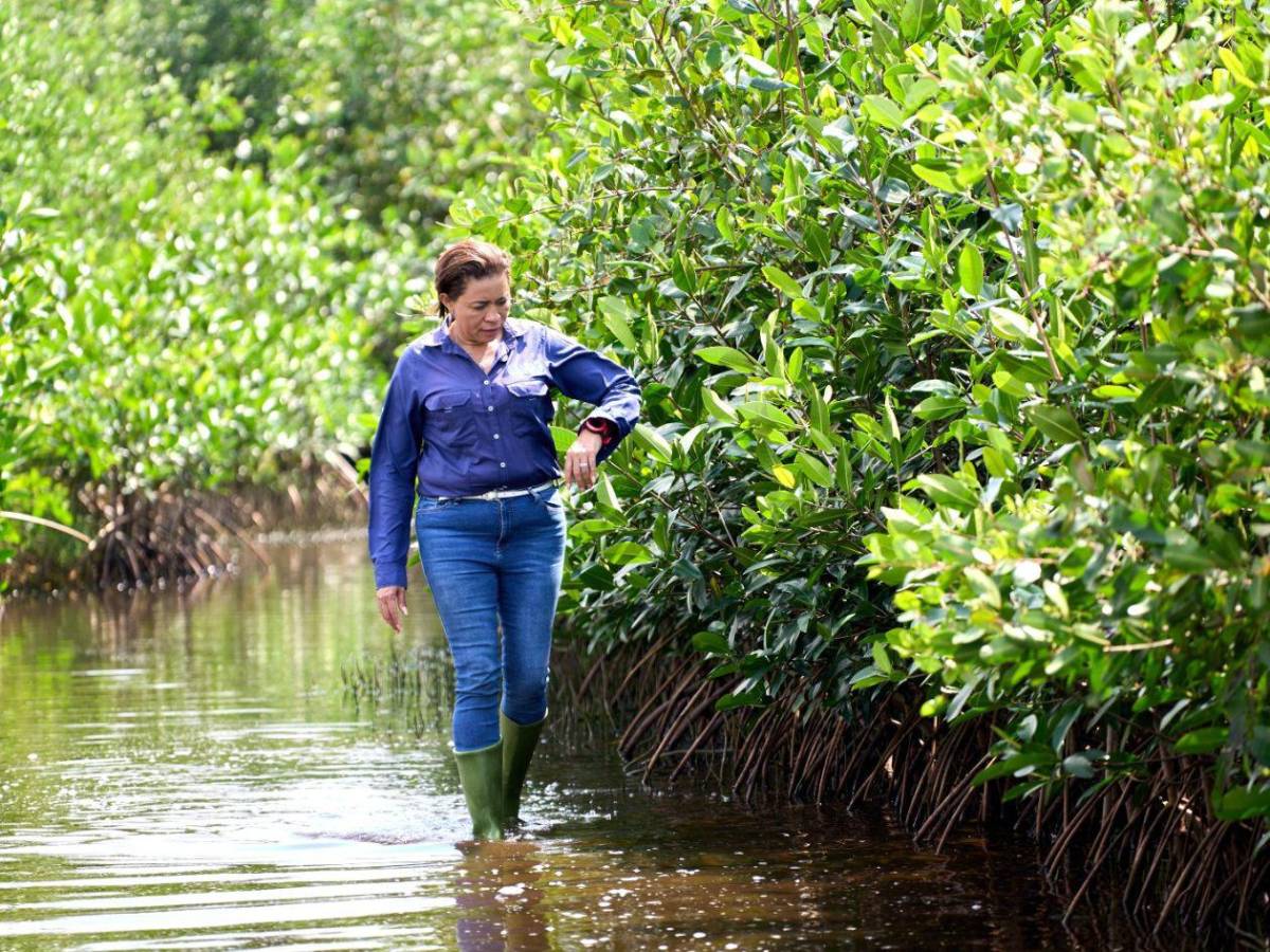 Regresa a la vida la laguna de Centeno con 37,000 mangles en Omoa